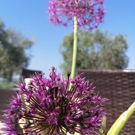 Farma Podere Verdicchio Scansano